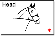 Head
